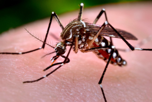 Prefeitura no combate a  Aedes