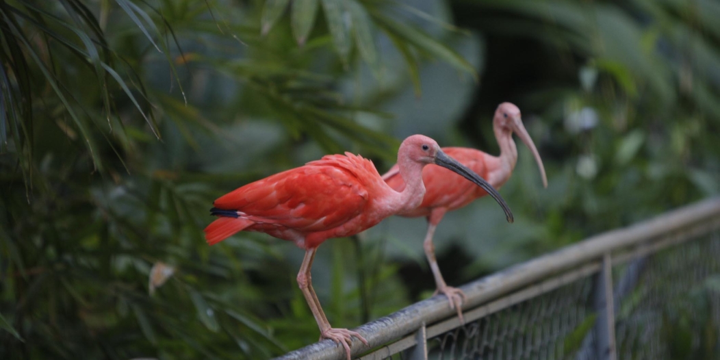 Zoológico de Salvador - Foto: Mateus Pereira/GOVBA