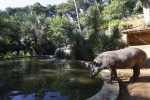 Sugestões de cultura e lazer para o feriado da Semana Santa. Passeio no Zoológico, Parque Zoobotânico de Salvador. Fotos Mateus Pereira/GOVBA